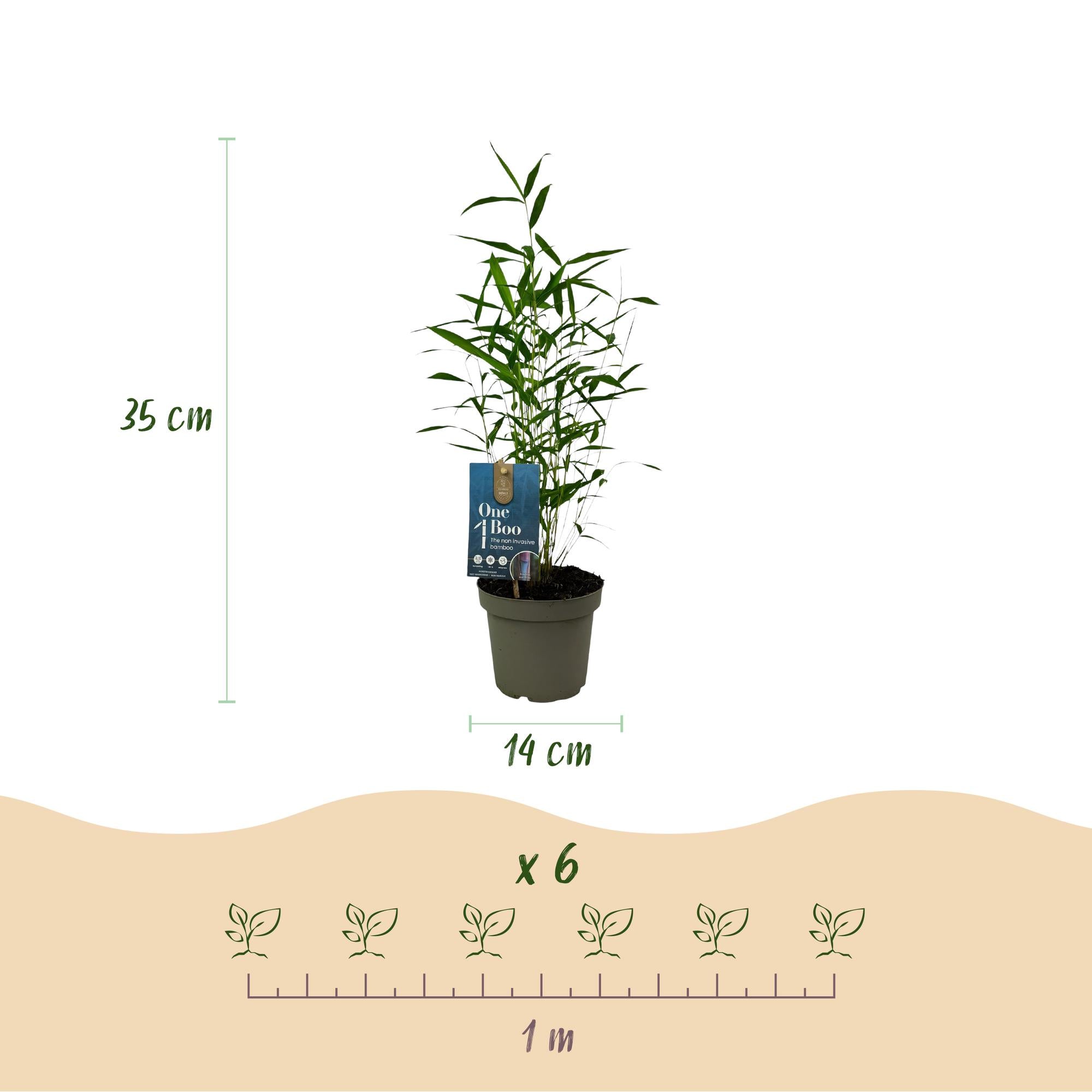 Bamboe - Fargesia Blue Dragon - Bladhoudend - Niet Woekerend - Groen - 6 Planten - Pot 14cm - Hoogte 35cm