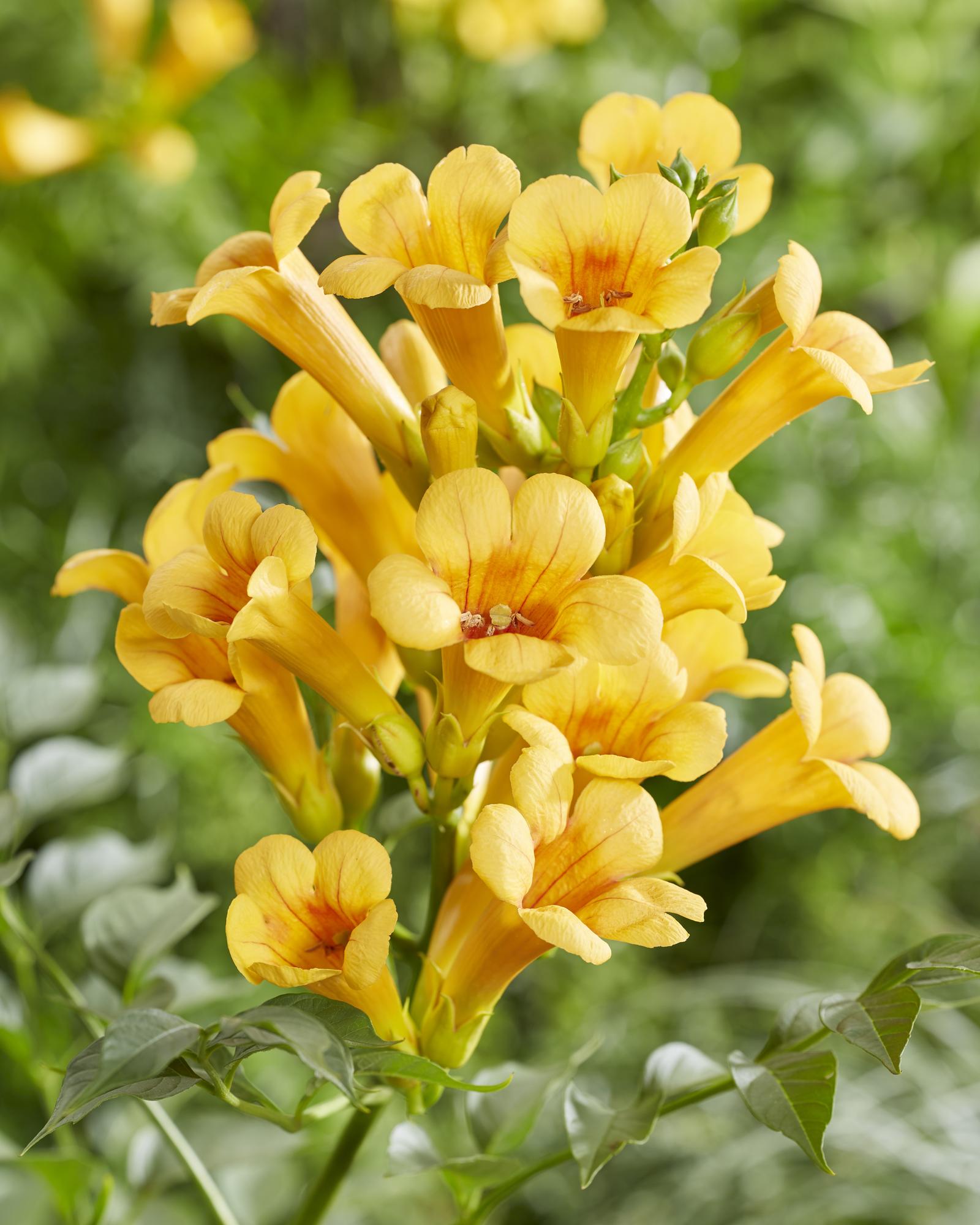 Campsis Summer Jazz « Trompette dorée » - Ø15cm - ↕65cm