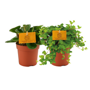 Peperomia Duo 1.0 - 2 pezzi - Ø10,5cm - ↕15cm