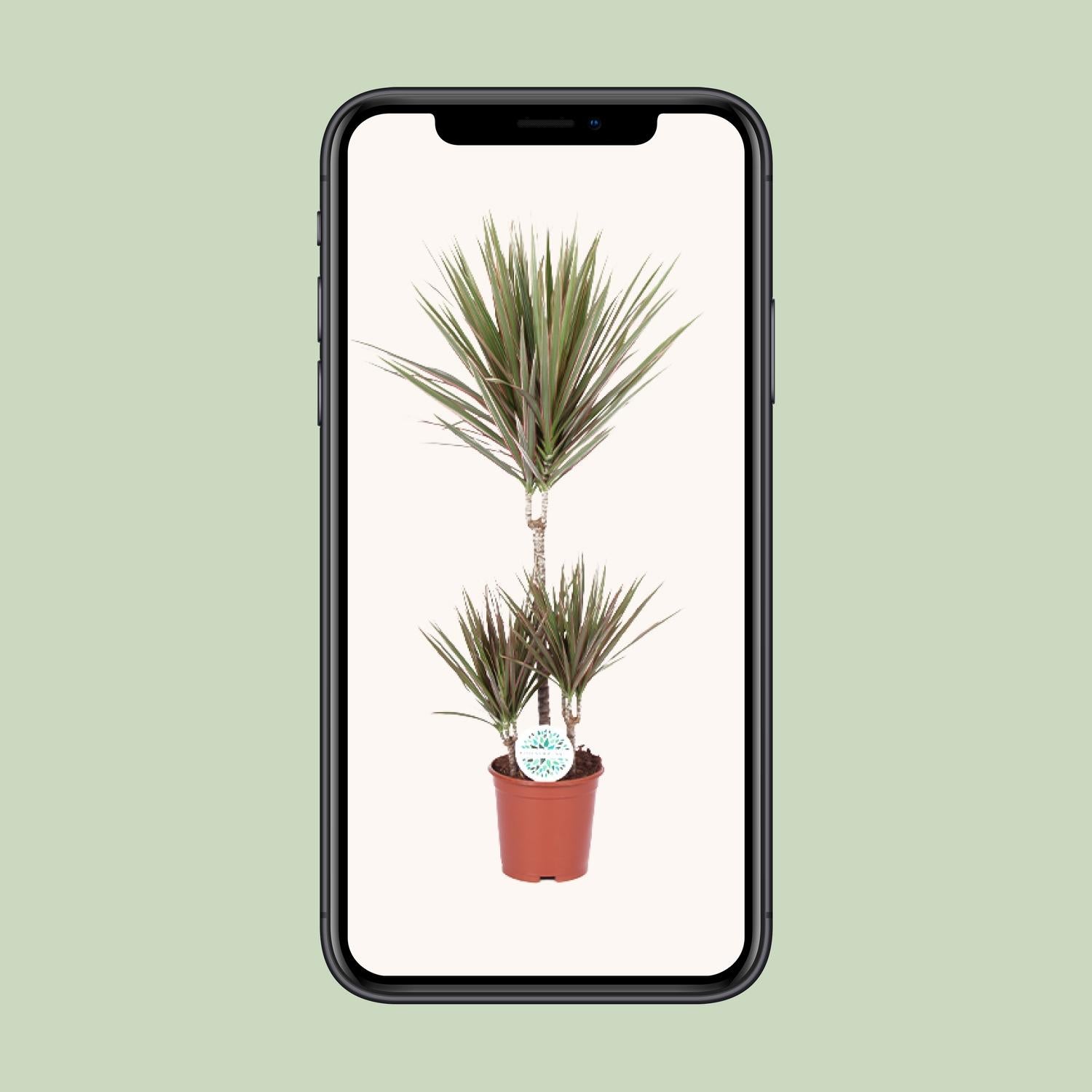 Zweifarbige Dracaena - Ø 21 cm - ↕ 95 cm