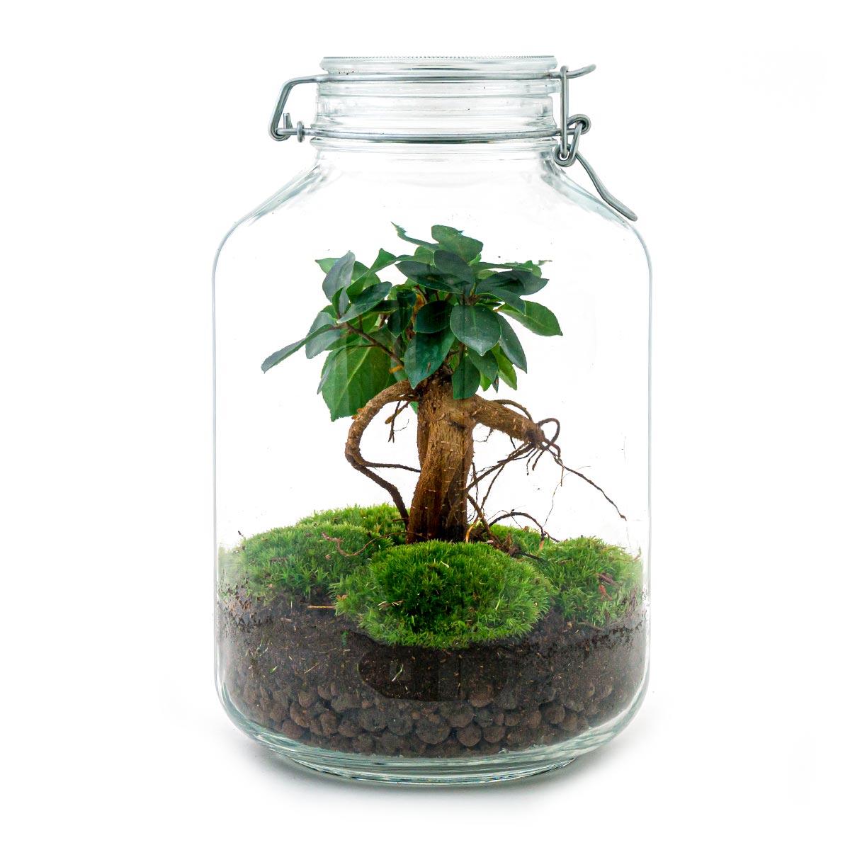 DIY-Terrarium - Glas - Ficus Ginseng Bonsai - ↕ 28 cm - Harke + Schaufel + Pinzette