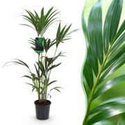 Howea Forsteriana - Kentia Palm - Weinig Onderhoud - Groen - 1 plant - Pot 21cm - Hoogte 120-130cm