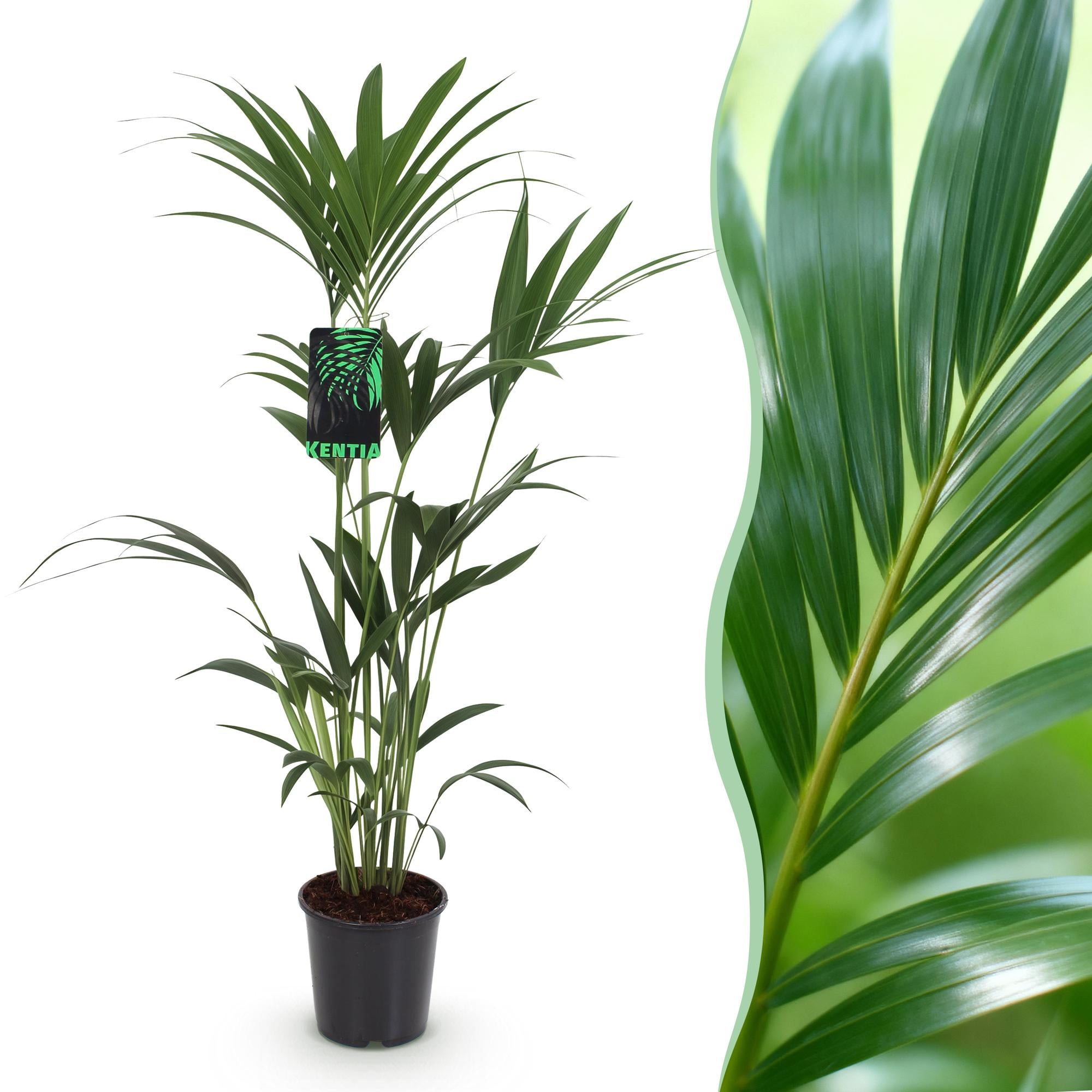Howea Forsteriana - Kentia Palm - Weinig Onderhoud - Groen - 1 plant - Pot 21cm - Hoogte 120-130cm