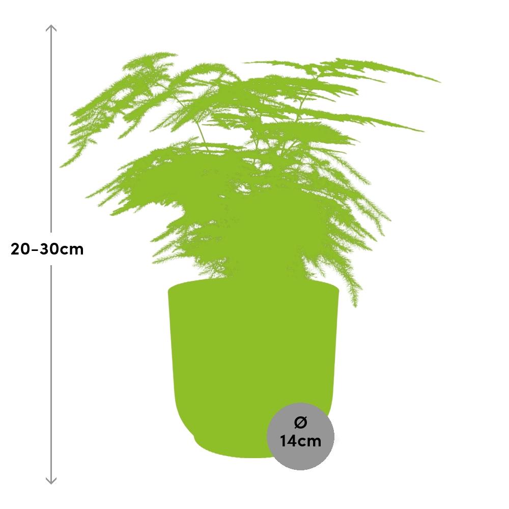 Asparagus Setaceus 'Plumosus' en ELHO Vibes Fold 14cm rose