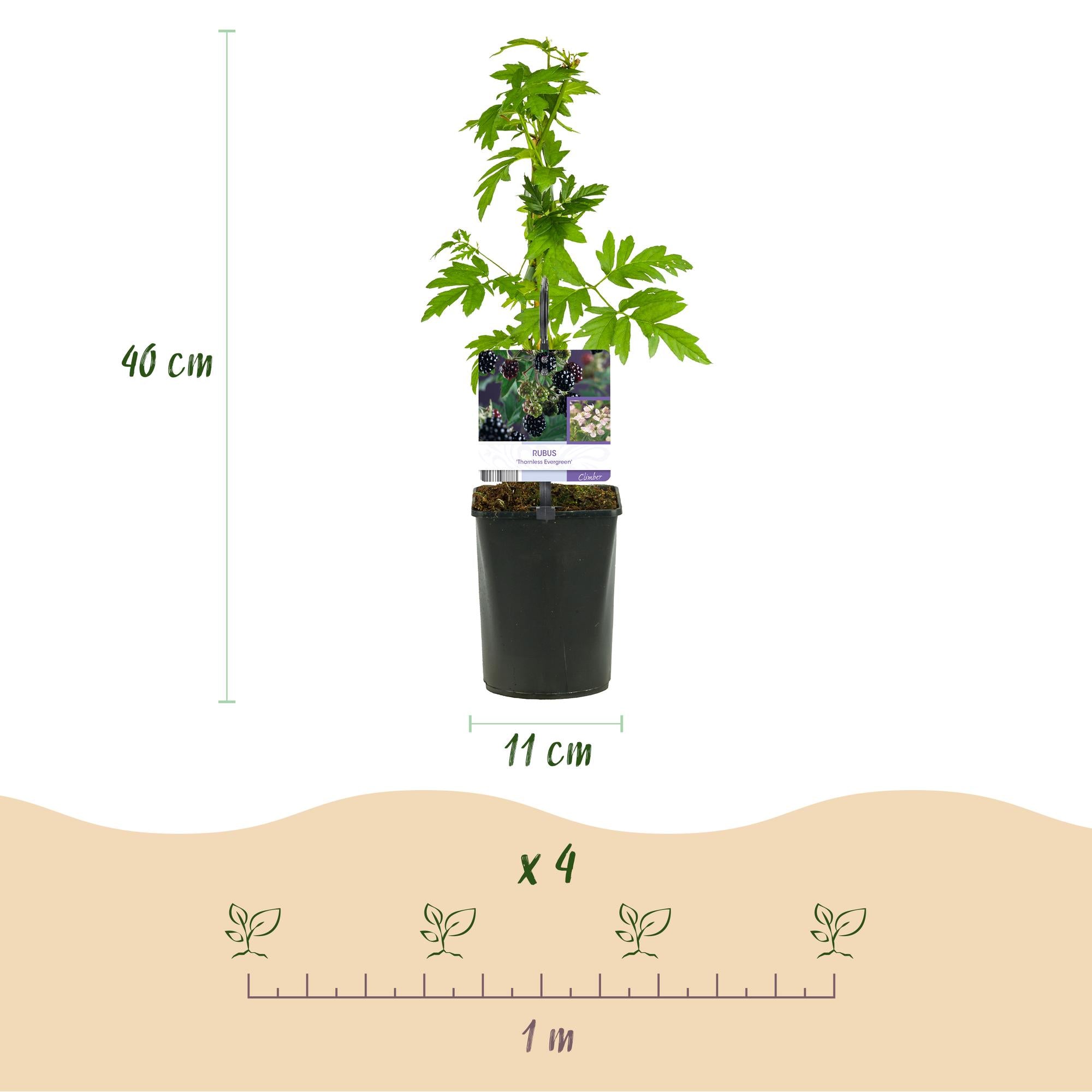 Green boutiQ – Obstpflanze – Brombeere – Dornenfreier immergrüner Strauch – Brombeere – Dornenlos – 2 Pflanzen – Topf 11 cm, Höhe 40 cm