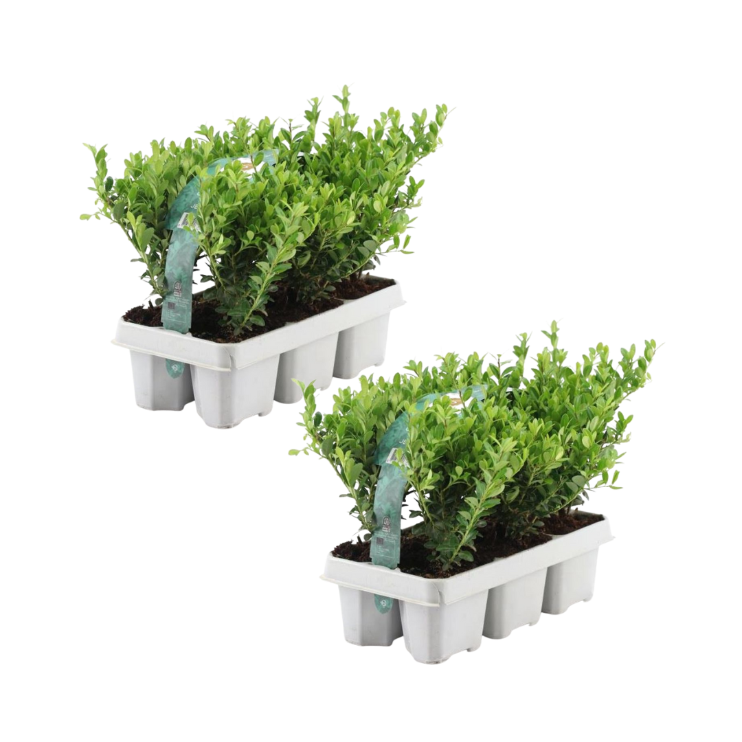 Ilex crenata 'Jenny' - 12 x Ø7 cm - ↕15 cm - 6 pack