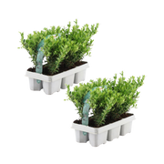 Ilex crenata 'Jenny' - 12 x Ø7 cm - ↕15 cm - 6 pack