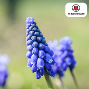 Muscari Bleu Moon 20 stk.