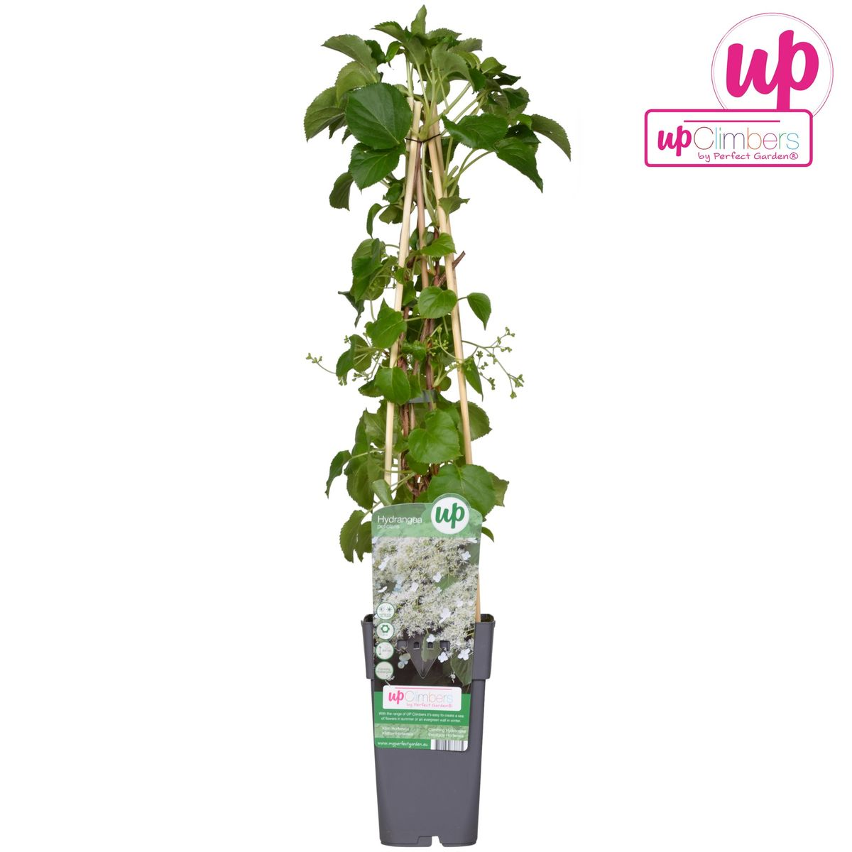 Hydrangea petiolaris - Climbing hydrangea - Ø15cm - ↕65cm