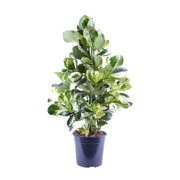 Clusia Rosea White Star - Ø24cm - ↕95cm
