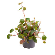 Peperomia Pepperspot - - Groen - Rood - Tropisch - Ø6cm - ↕10cm