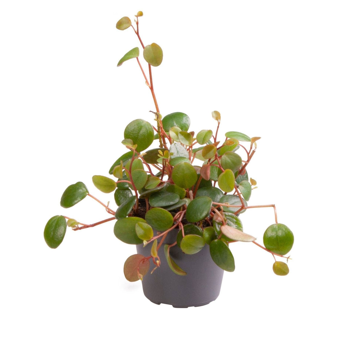 Peperomia Pepperspot - - Groen - Rood - Tropisch - Ø6cm - ↕10cm