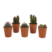 Cactus mix 5.5 cm - 5x - in terracotta pot