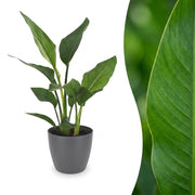 Strelitzia Reginea - Paradijsvogelbloem - met Potter Grijs - Pot 12cm - Hoogte - 35cm