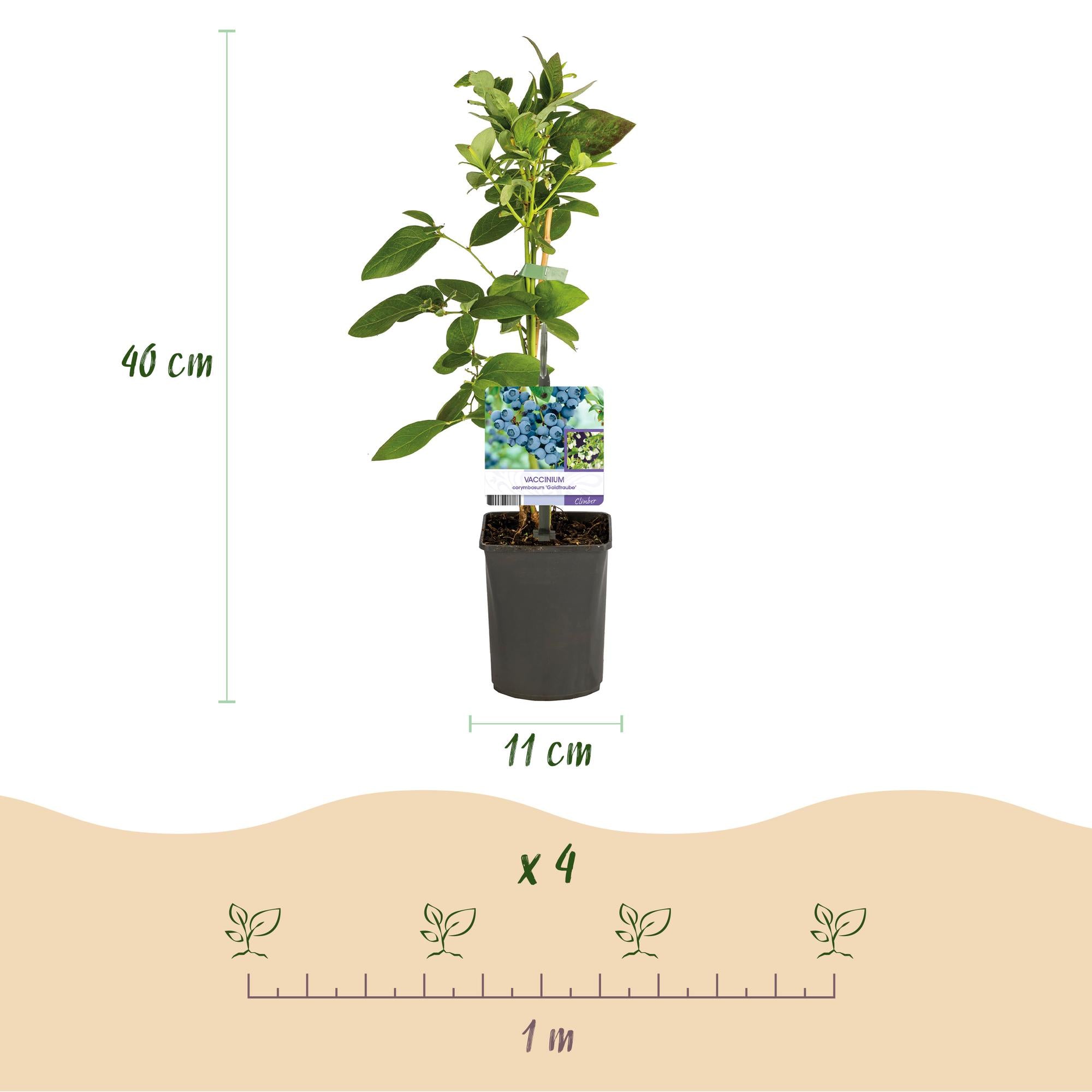 Bosbes -  Vaccinium corymbosum Goldtraube -  Blauwe bes - Doornloos - 2 planten -  Pot 11cm Hoogte 40cm