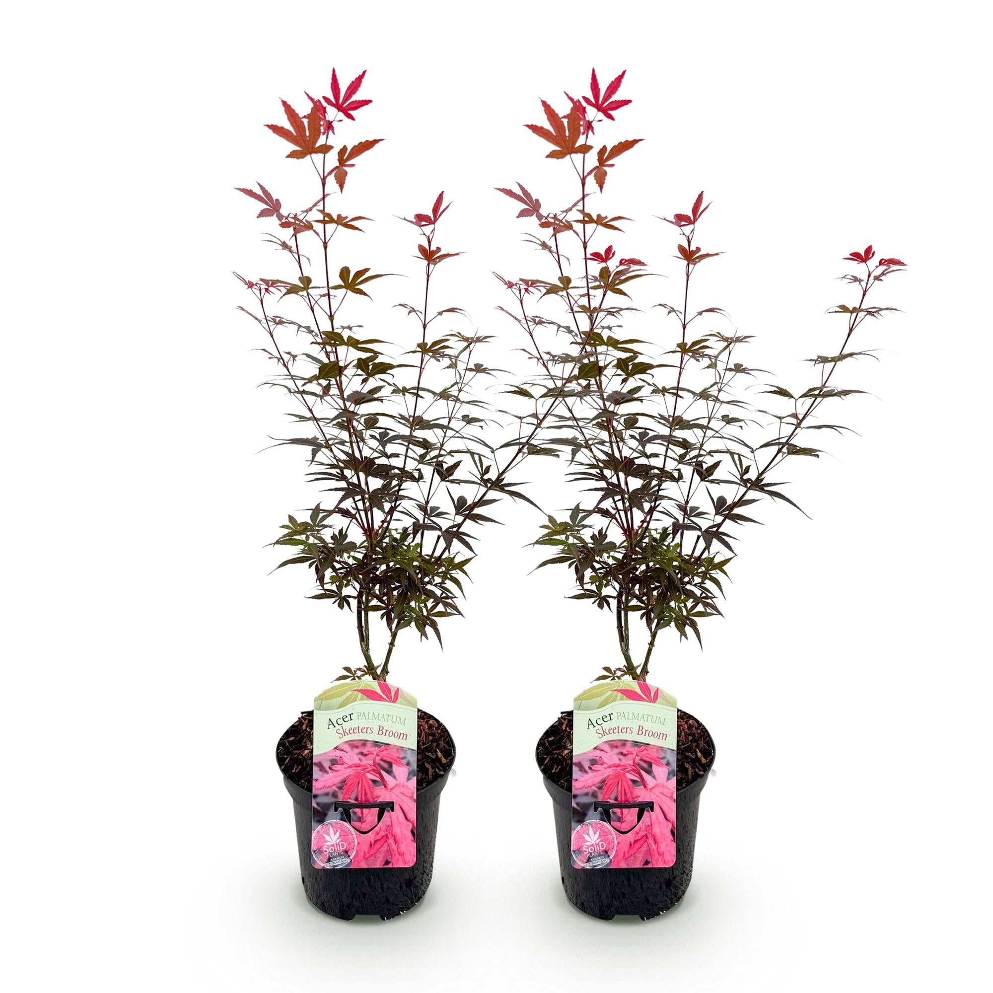 Green boutiQ - Pianta da patio - Acero giapponese - Acer palmatum Skeetsers Broom - Viola - 2 piante - Decidua - Vaso 19 cm Altezza 70 cm