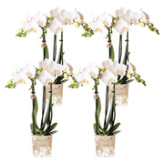 Kolibri Orchids | OFERTA COMBINADA de 4 orquídeas Phalaenopsis blancas - Amabilis - maceta de 9 cm de diámetro | planta de interior con flor - recién cultivada