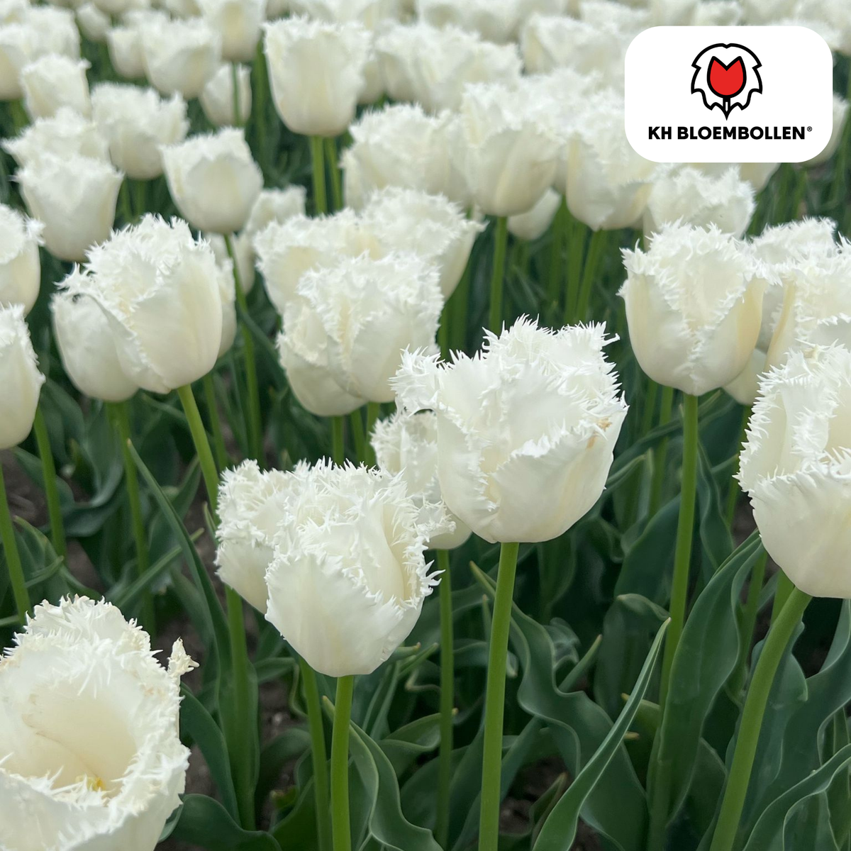 Bulbos de tulipán Honeymoon – Paquete de 20 | KH Bloembollen® | Tulipán blanco de borde serrado – Elegante y único – Regalo para jardín o maceta – Tamaño 11/12 – ¡Recién cultivado!