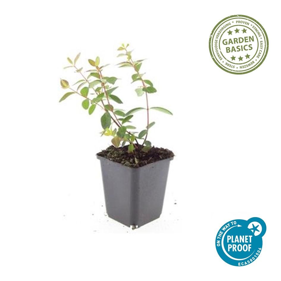 60x Hypericum dummeri 'Peter Dummer' - ↕10-25cm - Ø9cm