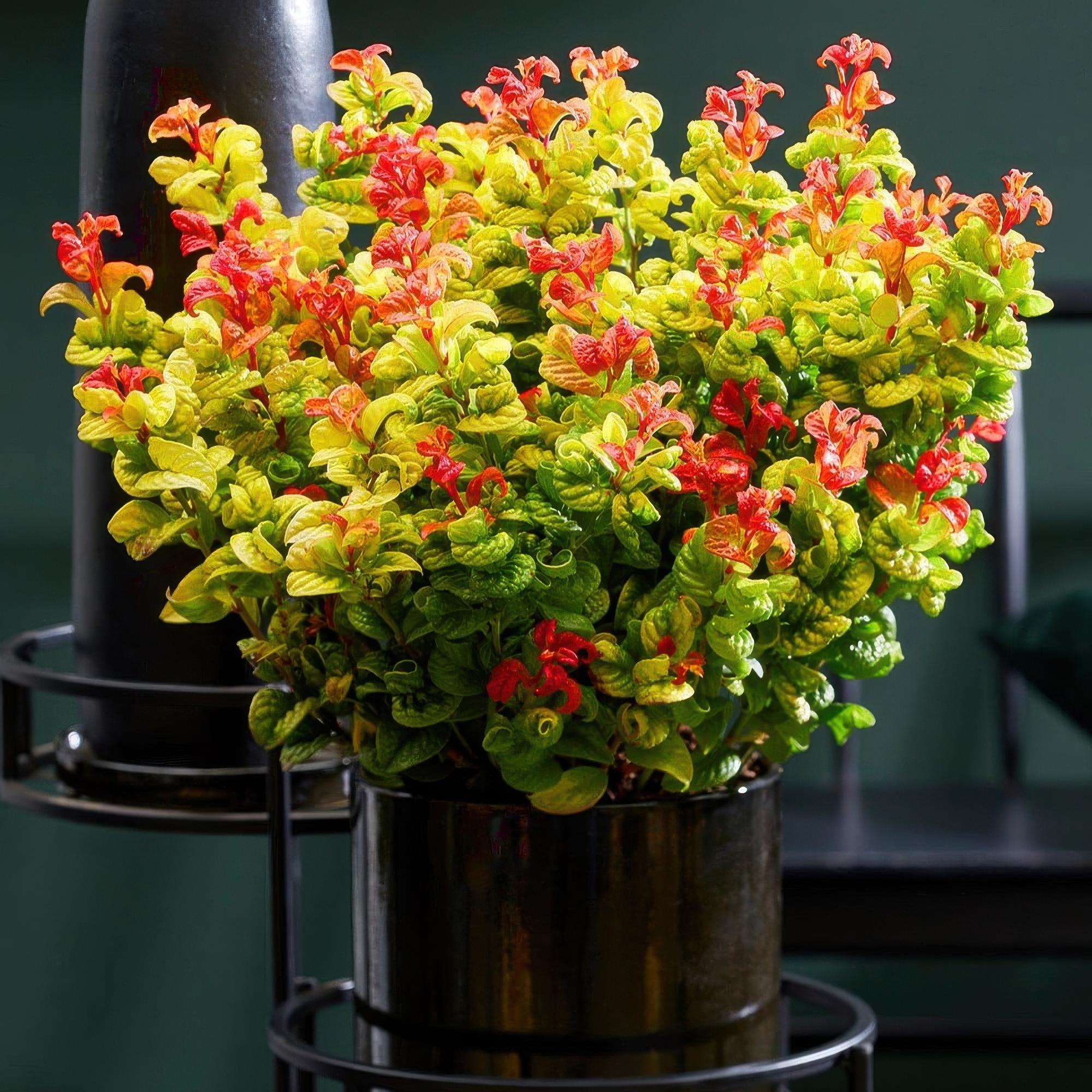 Leucothoe Curly Gold - Geel - 2 Planten - Groenblijvend - Weinig Onderhoud - Pot 17cm Hoogte 40cm