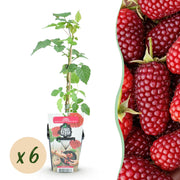 Taybes - Rubus Tayberry - Winterhard - 6 Planten - Pot 9 cm - Rode Bes