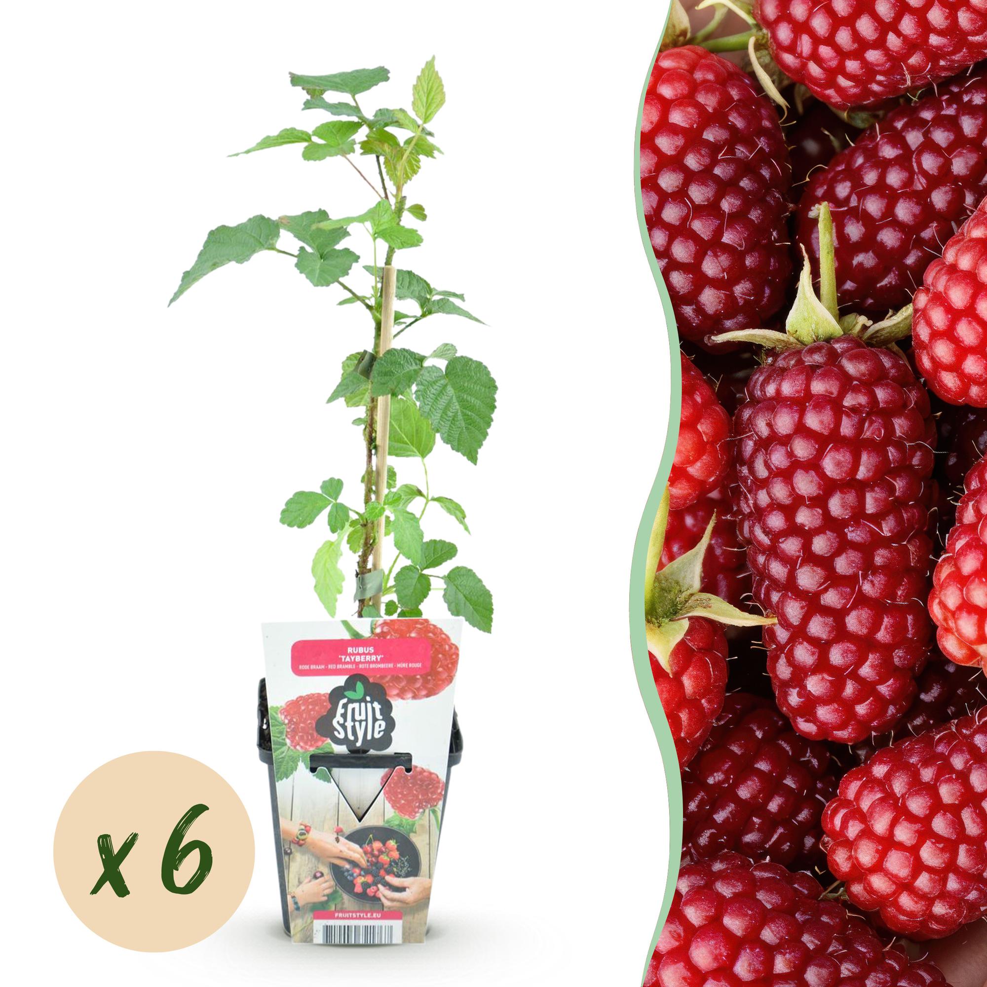 Taybes - Rubus Tayberry - Winterhard - 6 Planten - Pot 9 cm - Rode Bes