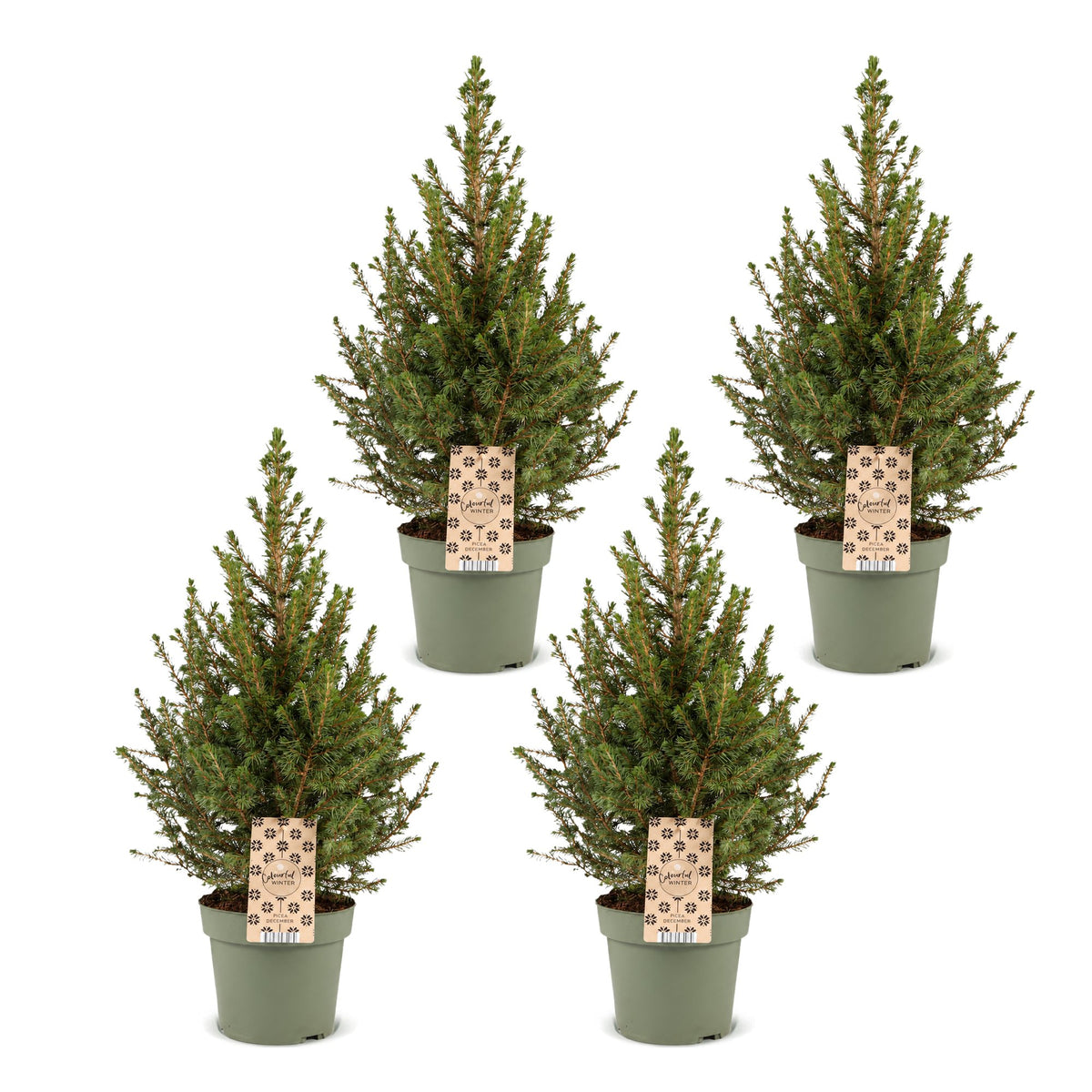 Picea glauca Conica - 4x Kegelspar - Groen - Kerstboom - Ø17cm - ↕65cm
