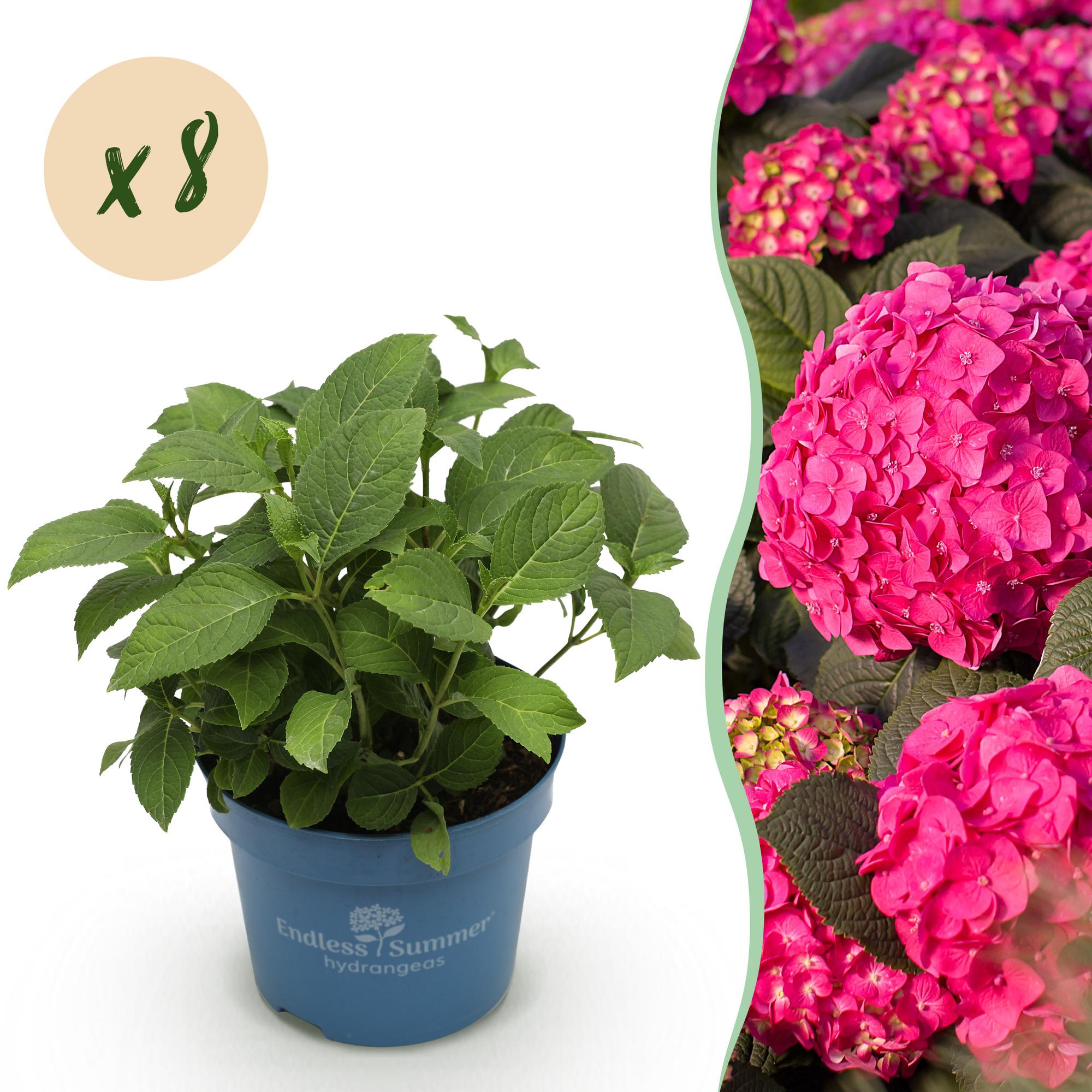 Hydrangea Endles Summer Summer Love Red - Hortensia - Winterhard - Rood - 8 Planten - Pot 14cm - Hoogte 20-25cm