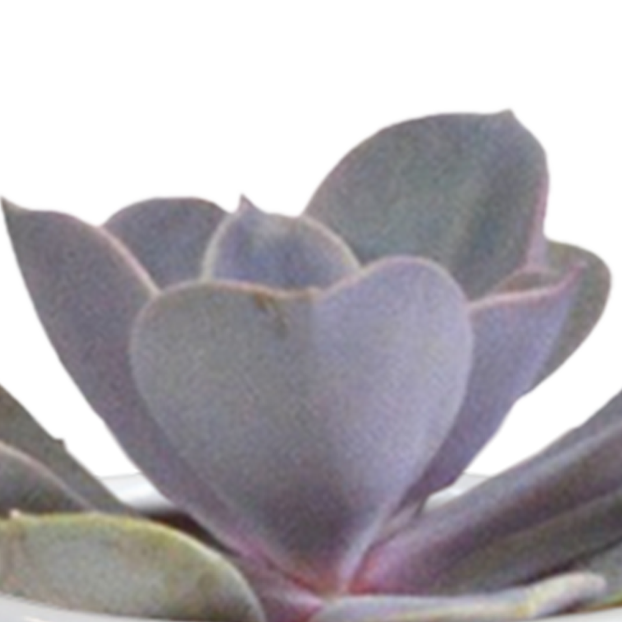 Cactus and succulent mix 5.5 cm | 15 pieces - in white pot