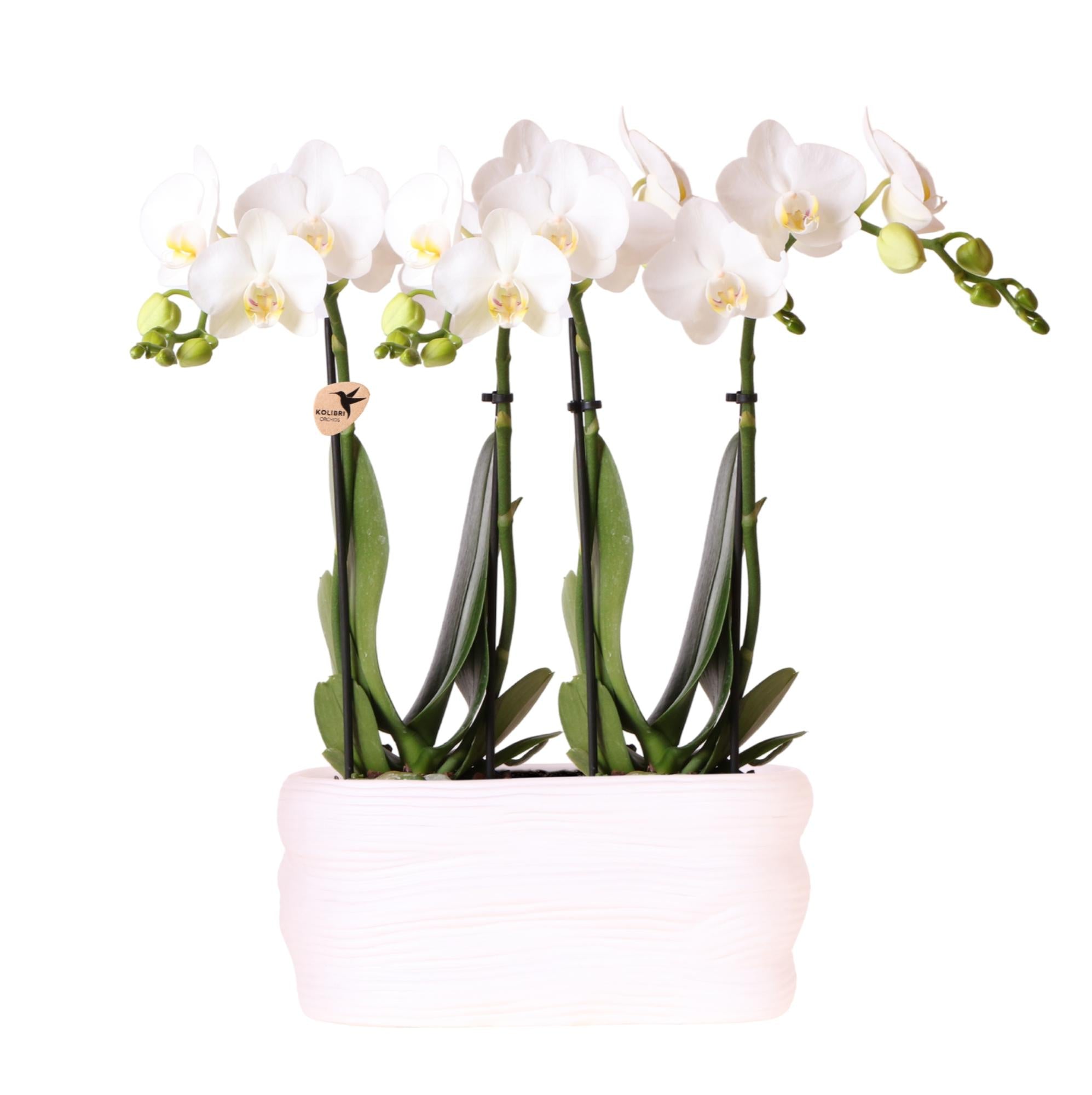 Orchidées Kolibri | Ensemble d'orchidées blanches dans un pot Como avec réservoir d'eau | Deux orchidées Amabilis blanches de 9 cm