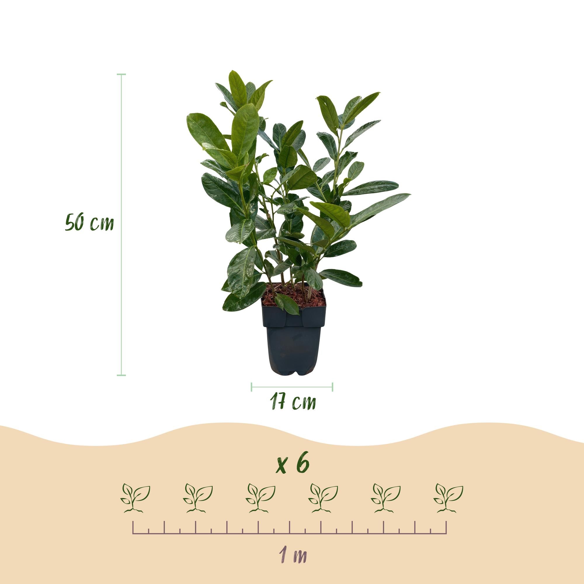 Prunus laurocerasus Rotundifolia - blad groen - 6 planten - 1 strekkende meter - groenblijvend - pot 17cm hoogte 50cm