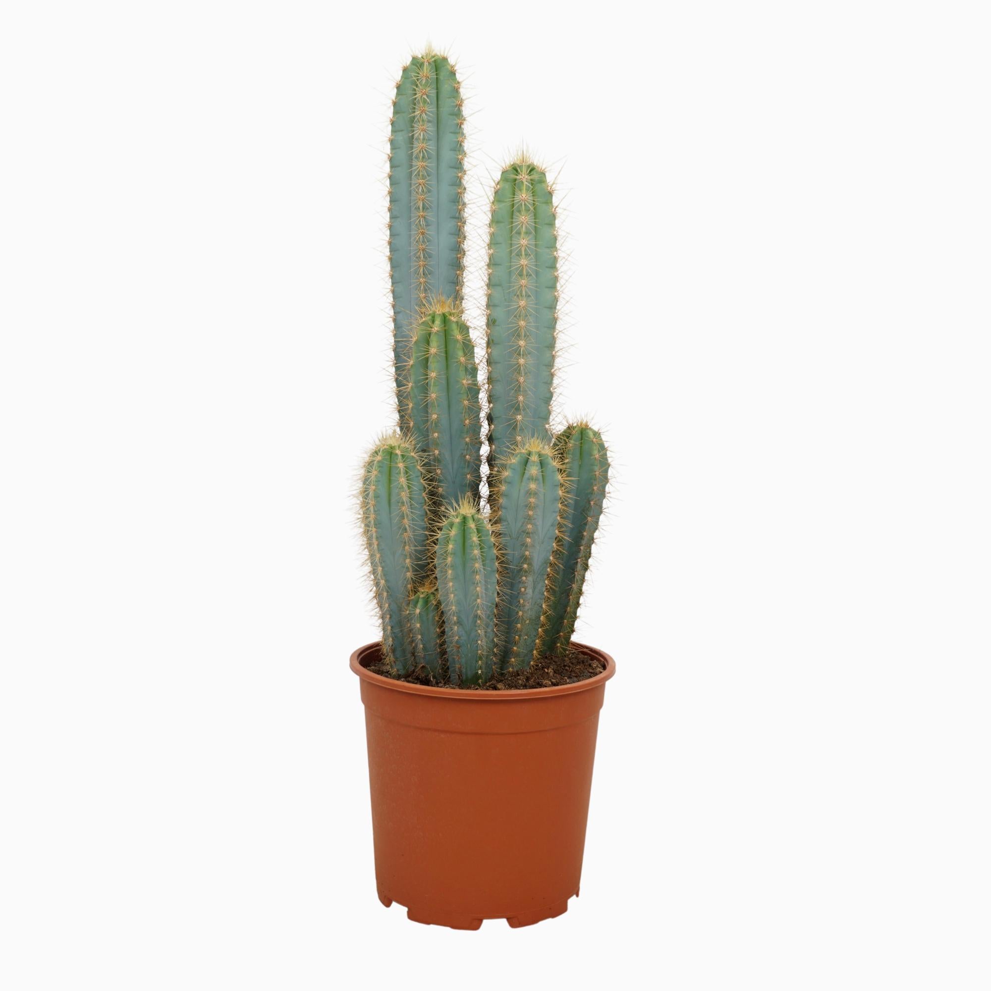 Pilosocereus azureus - 21cm