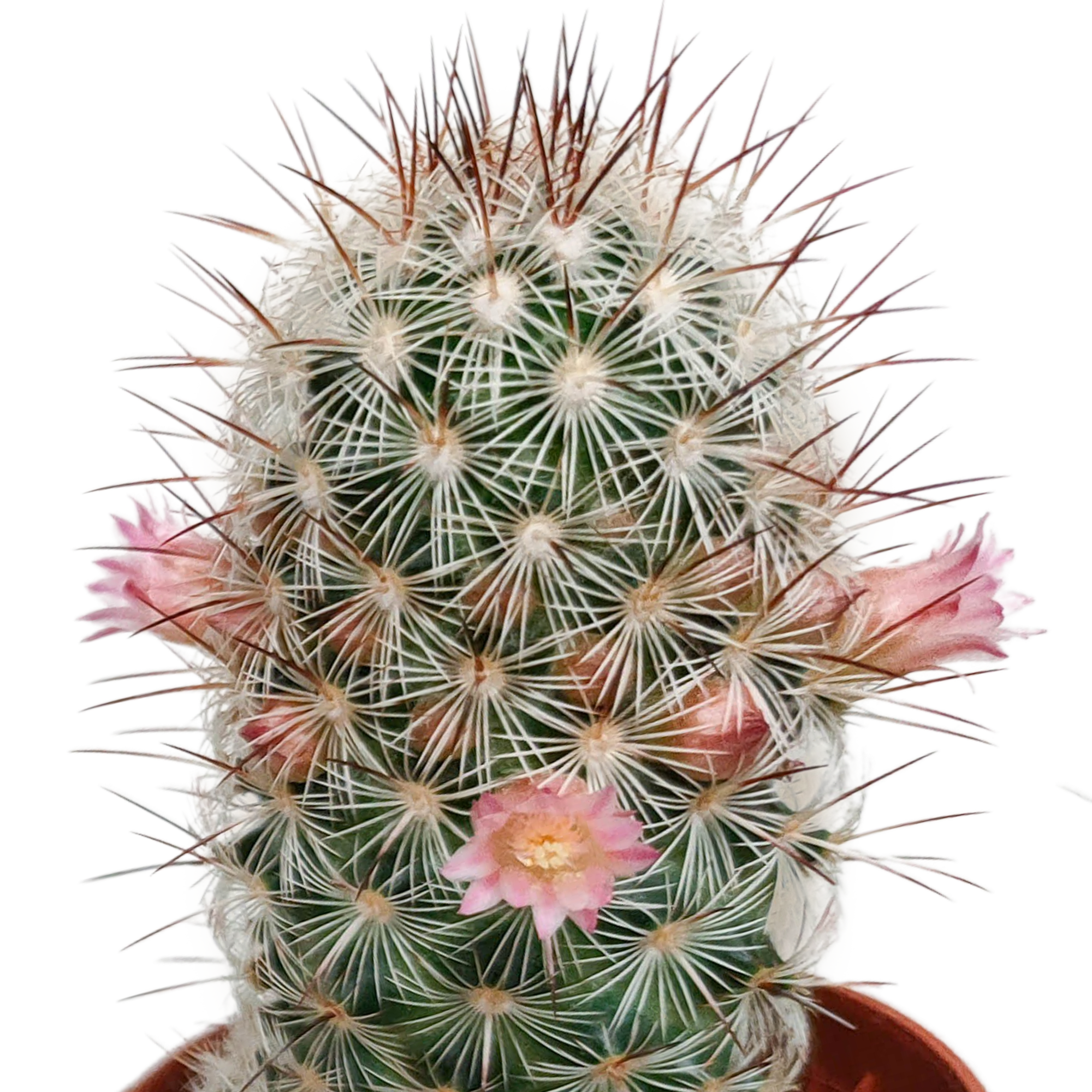 Mélange pour cactus 5,5 cm - floraison sans pot - 5x