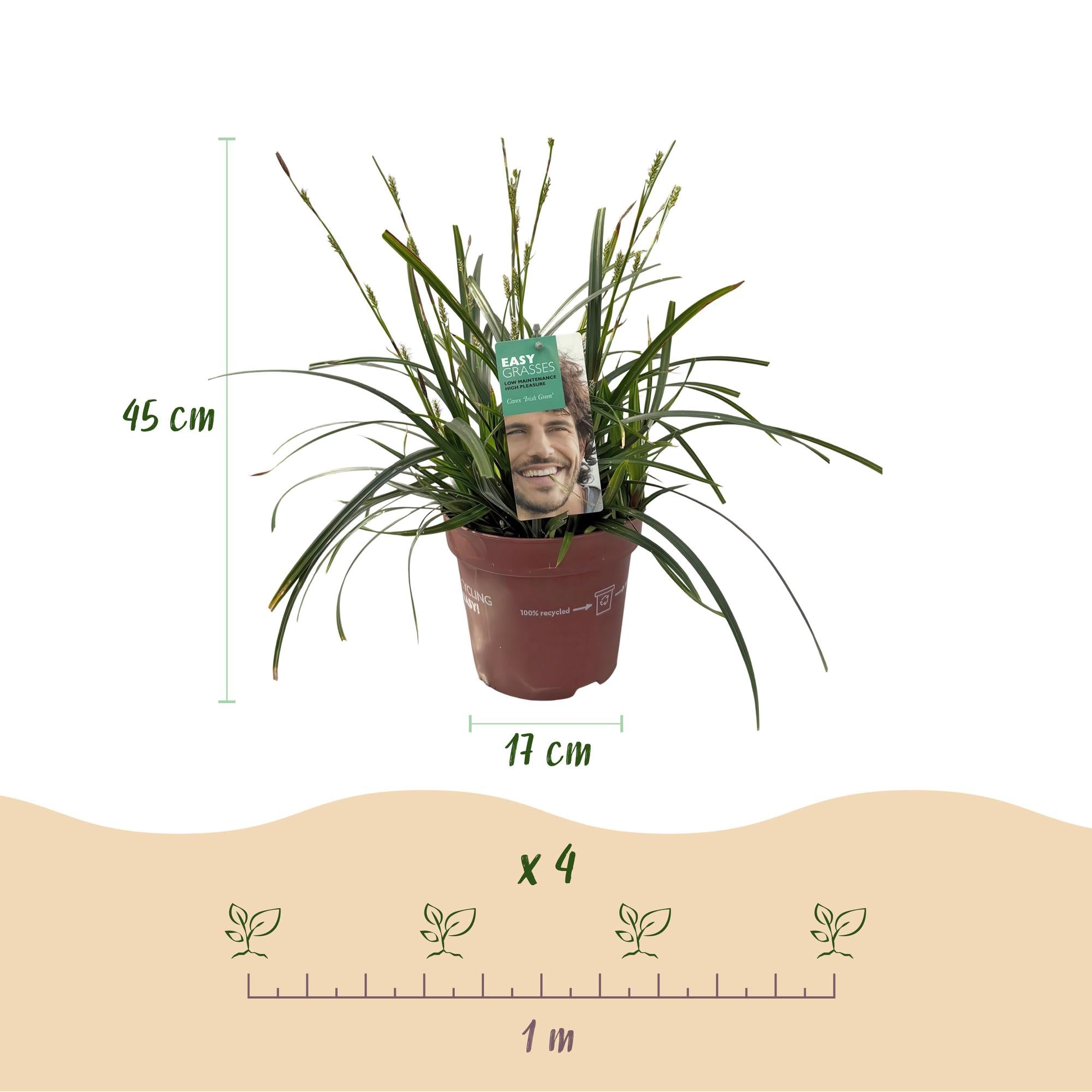 Carex oshimensis Intense Green - Groen - 1 Plant - Groenblijvend - Winterhard - Pot 17cm Hoogte 50cm