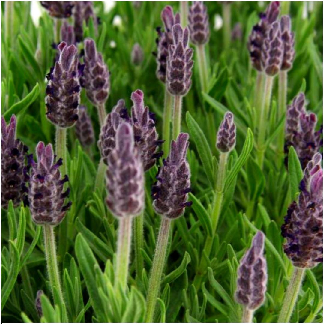 Lavandula stoechas Anouk® - 24x Ø12 cm - ↕25 cm