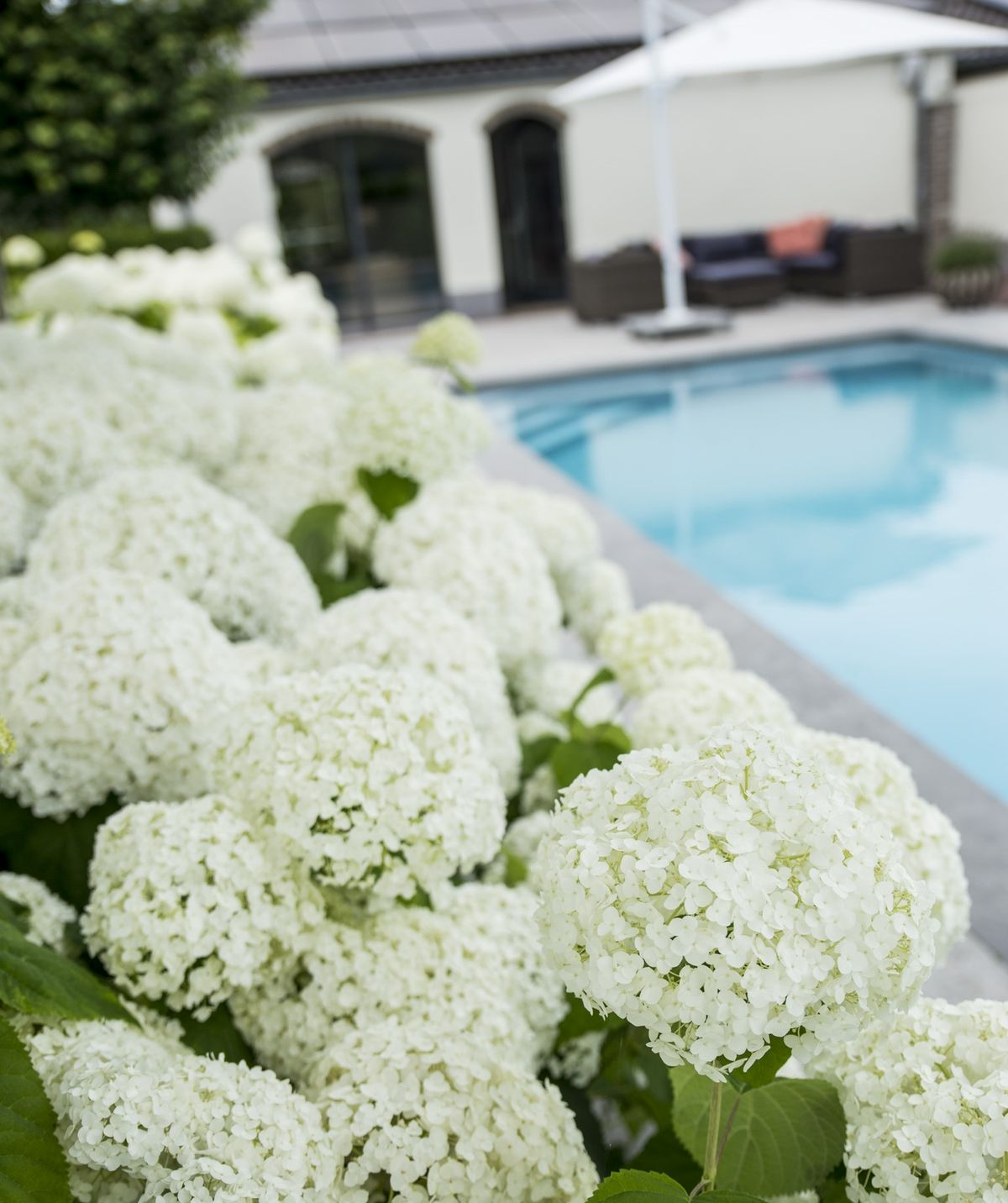 Hydrangea arbo. 'Strong Annabelle' - Ø19cm - ↕30cm