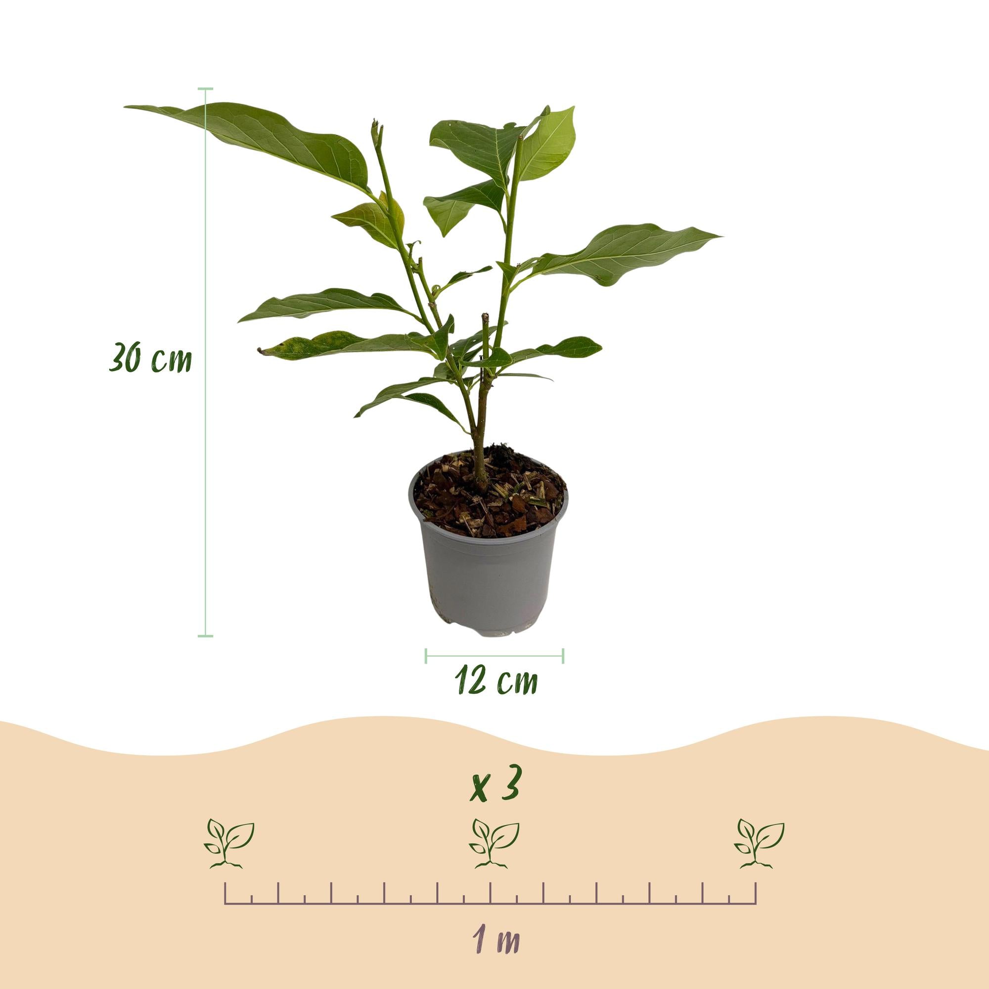 Magnolia soulangeana - Bloem Roze - 1 Plant - Bladverliezend - Weinig Onderhoud - Pot 12cm Hoogte 30cm