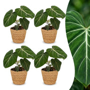 Philodendron Gloriosum - Glorie Philodendron - 4x - met Mand - Pot 12cm - Hoogte - 25cm