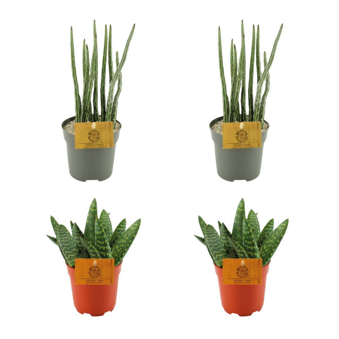 2x Aloe Paradisicum + 2x Senecio Stapeliaeformis - 4 pezzi - Ø10,5 cm - ↕10 cm