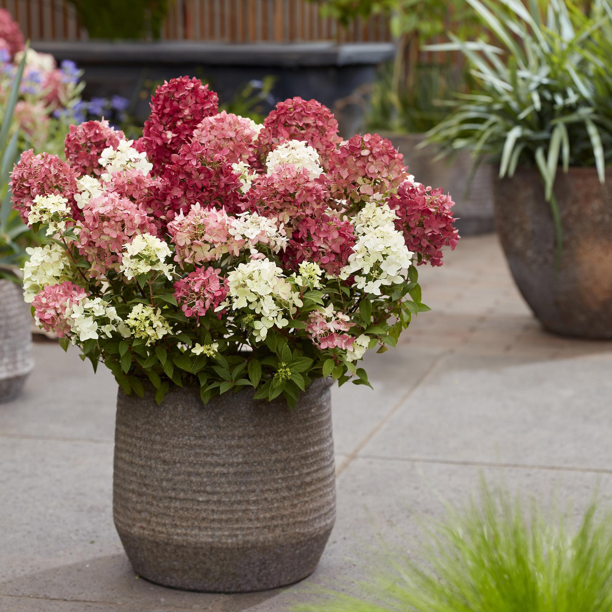 Hydrangea panniculata Groundbreaker Ruby - Pluimhortensia - Winterhard - Rood - 2 Planten - Pot 14cm -Hoogte 20-25cm