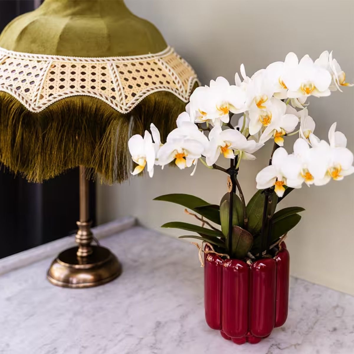 Kolibri Orchids | Combi Deal - 2 Witte Phalaenopsis Orchideeën Blossom Lausanne - Ø9 cm