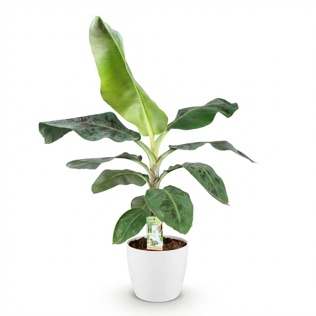 Musa acuminata Dwarf Cavendisch - Bananenplant - met Potter Wit - Pot 21cm - Hoogte 70-75cm
