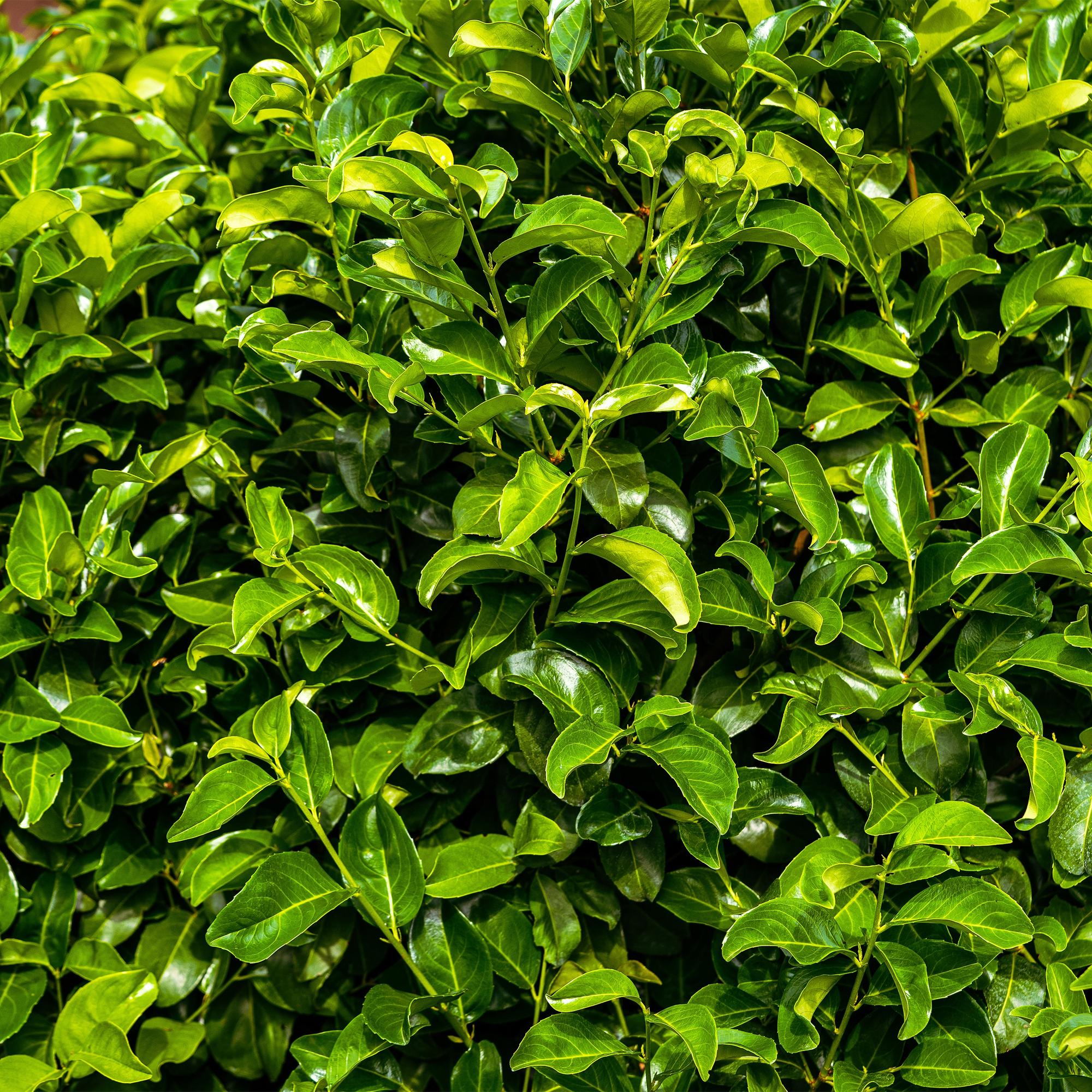 Prunus laurocerasus Rotundifolia - blad groen - 6 planten - 1 strekkende meter - groenblijvend - pot 17cm hoogte 50cm