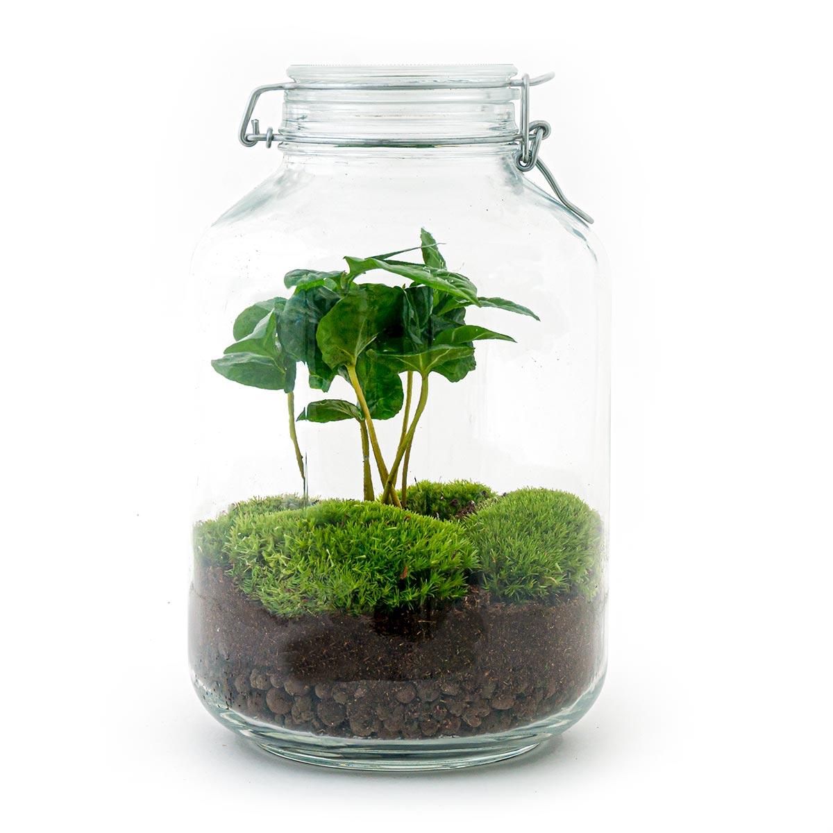 Terrarium DIY - Pot - Coffea Arabica - ↕ 28 cm - Râteau + Pelle + Pince à épiler