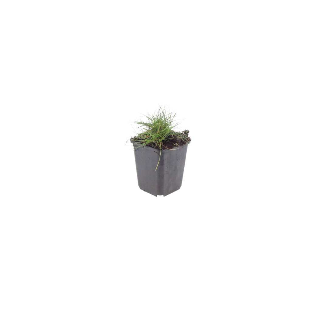 12x Festuca gautieri - ↕10-25cm - Ø9cm