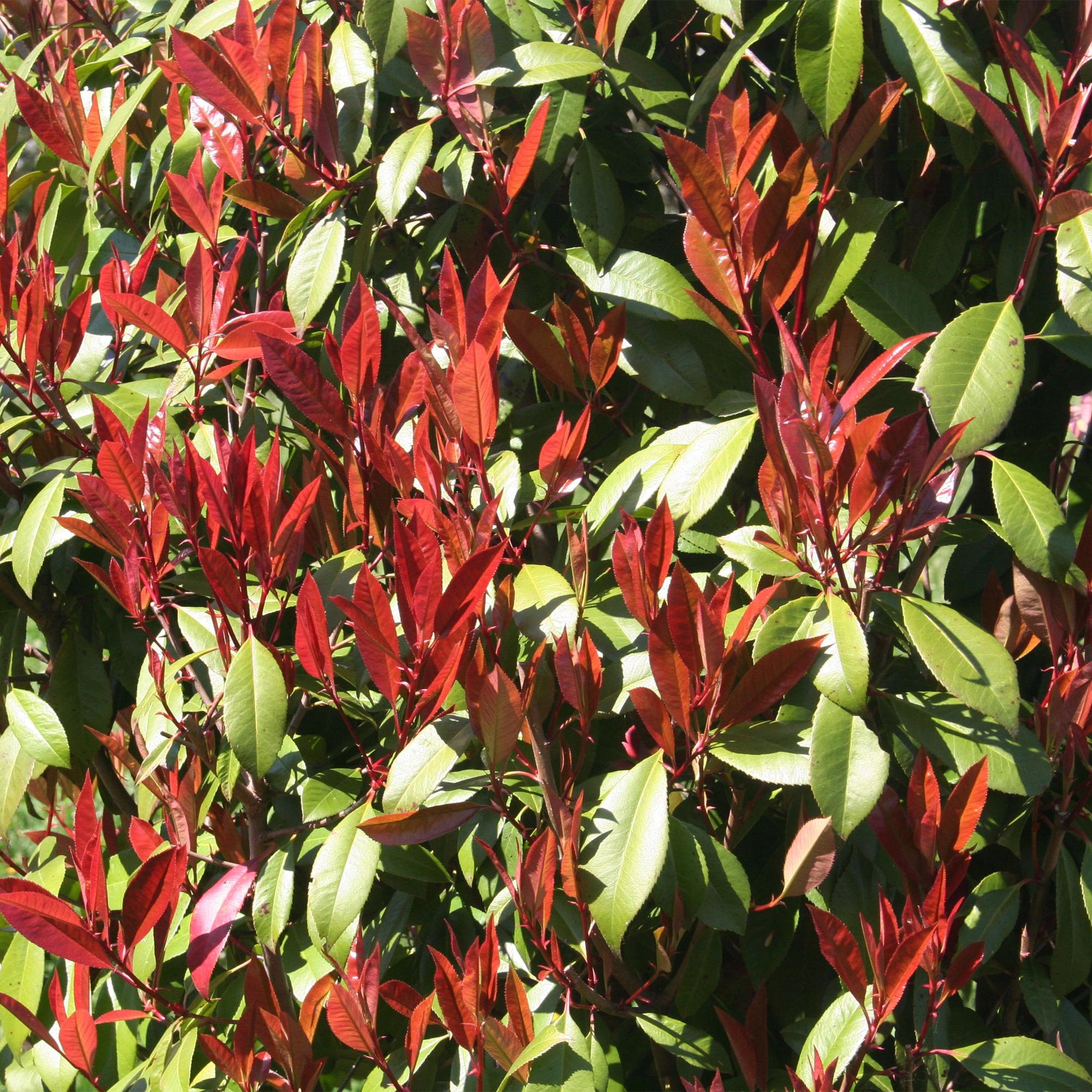 Photinia fraseri Carre Rouge - Terras Plant - Bladhoudend - Winterhard - Groen-Rood Blad - Pot 19cm Hoogte 90cm