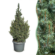 Picea glauca Sander's Blue - 2x Blauwe kegelspar - Blauw - Kerstboom - Ø23cm - ↕60cm