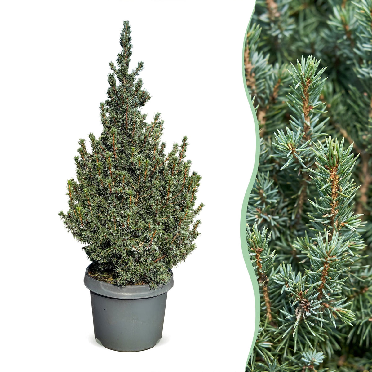 Picea glauca Sander's Blue - 2x Blauwe kegelspar - Blauw - Kerstboom - Ø23cm - ↕60cm