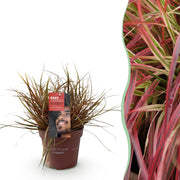 Uncinia rubra Everflame  - Rood - 1 Plant - Groenblijvend - Winterhard - Pot 17cm Hoogte 50cm
