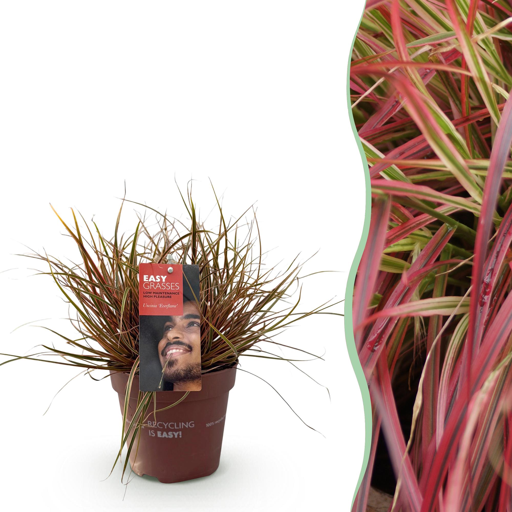 Uncinia rubra Everflame  - Rood - 1 Plant - Groenblijvend - Winterhard - Pot 17cm Hoogte 50cm